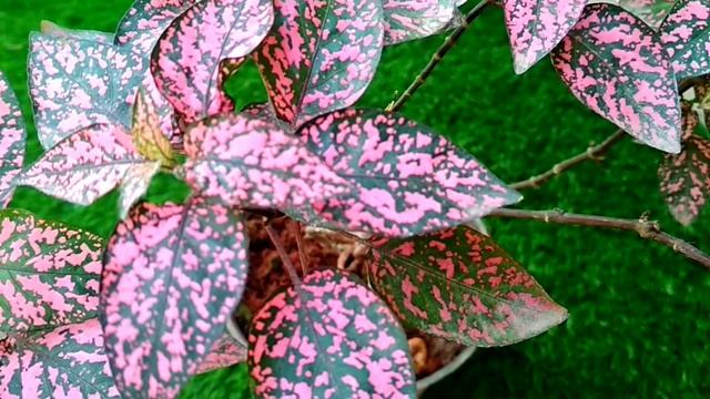 Care of Hypoestes phyllostachya/Polka-Dot plant смотреть онлайн