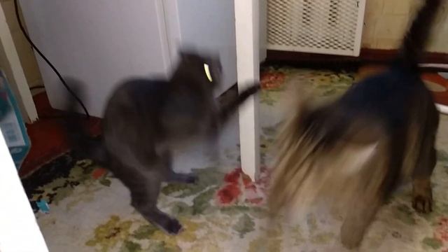 Этот маленький монстр Локи никому не дает спокойно жить ? смотреть онлайн