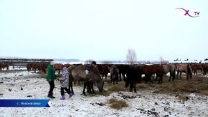 Разведение лошадей - серьезный бизнес