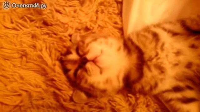 Бухой кот спит как мёртвый!!! смотреть онлайн