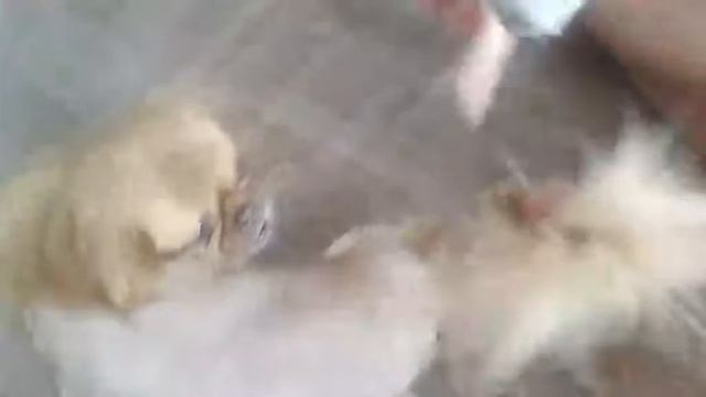 Стрижка Пекинеса машинкой для стрижки собак polcraft toro+ смотреть онлайн