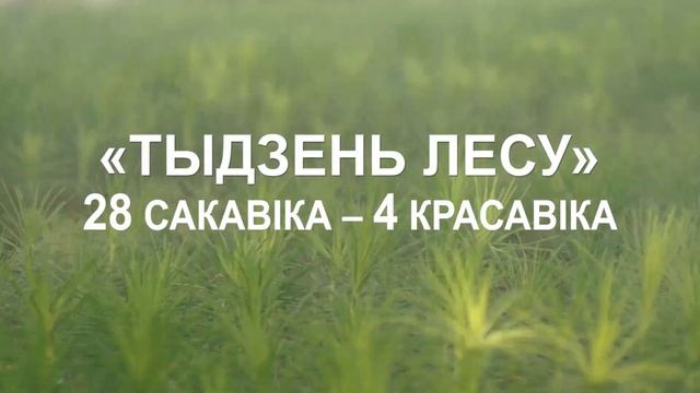 Неделя леса 2020 смотреть онлайн