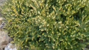 ТОП-5 неприхотливых вечнозелёных растений для сада на юге
