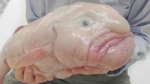 Рыба-капля - Самая причудливая рыба - Интересные факты