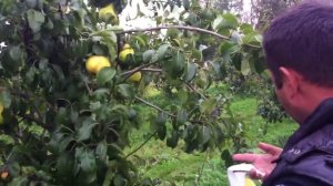 груша Белорусская поздняя и Просто Мария