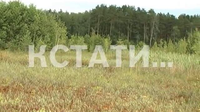 Плавающий остров в Павловском районе признан памятником природы смотреть онлайн