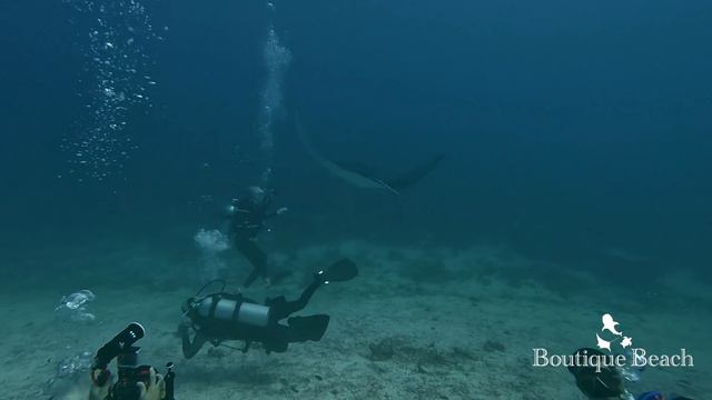 19.12.23 - diving with Manta Rays. Dives at Lily Rock, Kahambu Giri & Lux Dhigurah Beyru Maldives смотреть онлайн