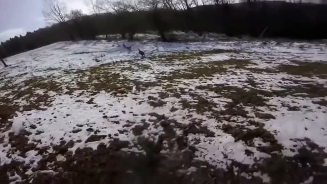 ДИКИЙ КАБАН В ДЕЛЕ | ЧЕМ ОПАСЕН ДИКИЙ КАБАН? смотреть онлайн