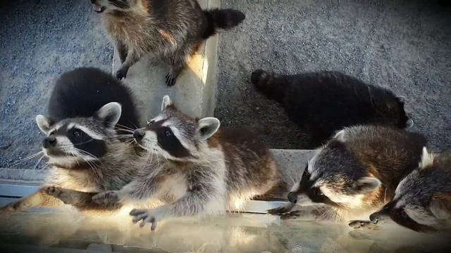 Смешные еноты. Кормим енотов яблоками и морковкой. смотреть онлайн