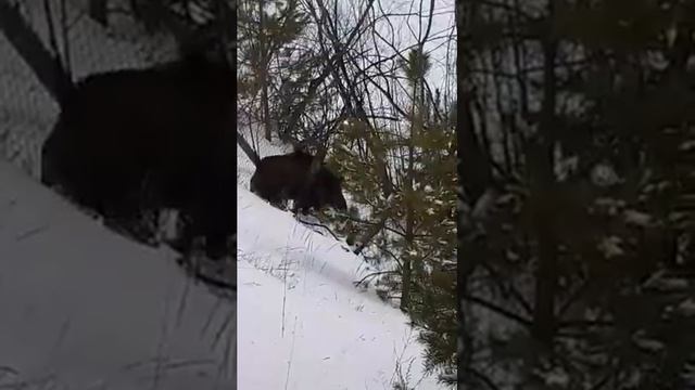 Притравка заподно сибирской лайки на кабана смотреть онлайн
