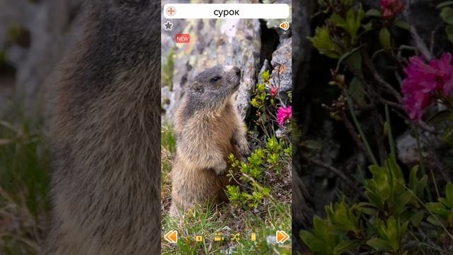 Звуки сурка #shorts #groundhogs #сурок смотреть онлайн