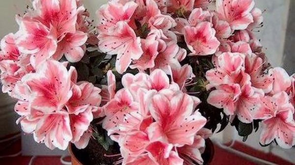 Азалия / Azalea