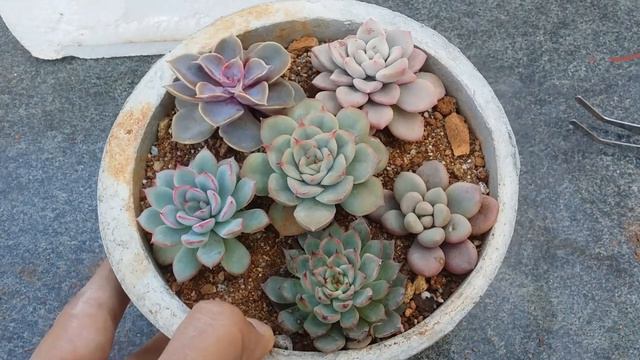|| REPOTTING SUCCULENTS AND REUSING OLD CONTAINERS || смотреть онлайн