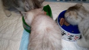 Чем кормить котят!  1 мес. 3 недели. Шотландская порода.