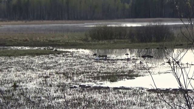 tornien taisto 2016 pukkiselkä osa 1 movie смотреть онлайн