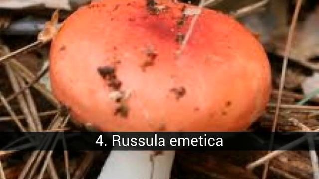 6 champignons, les plus toxiques au monde смотреть онлайн