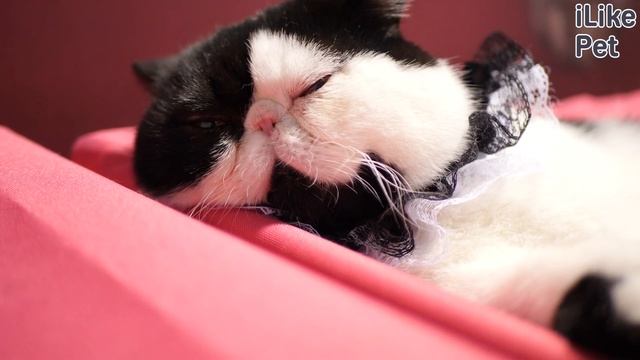 5 особенностей ухода за экзотической короткошерстной кошкой смотреть онлайн