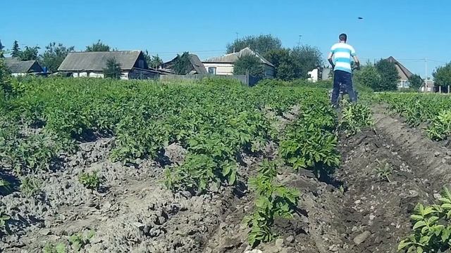 Окучивание картошки со всех сторон смотреть онлайн