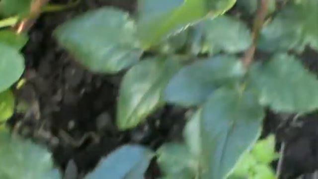ЧЕРНАЯ РОЗА смотреть онлайн