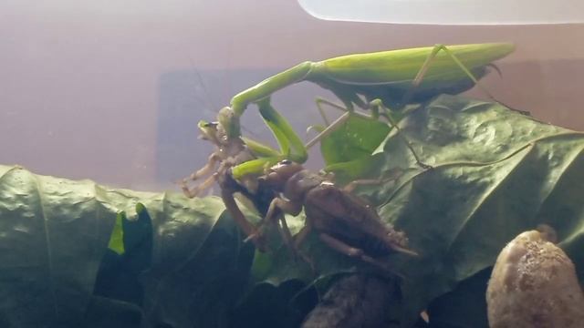 Богомол не хочет чтобы его добычу ел другой Сверчок #богомол