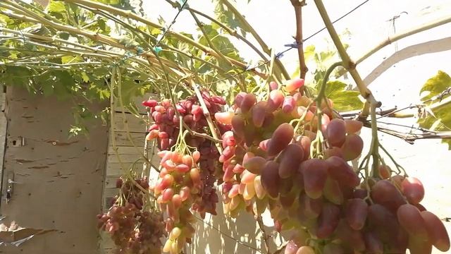 Виноград дубовский розовый. смотреть онлайн