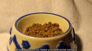 Чем кормить таксу взрослую и щенка в домашних условиях