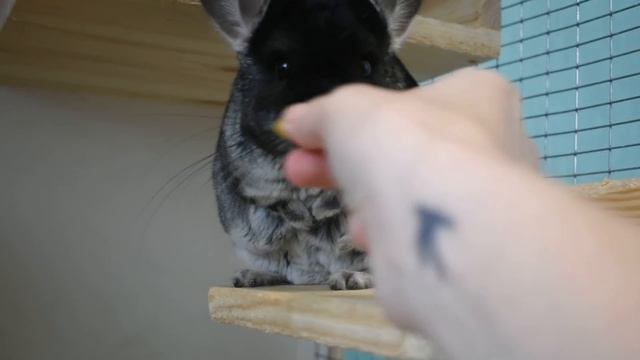 Звуки шиншилл и их значение смотреть онлайн