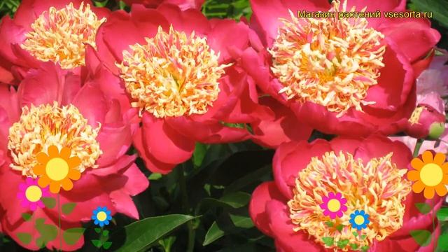 Пион молочноцветковый Сворд Данс. Краткий обзор, описание paeonia lactiflora Sword Dance смотреть онлайн