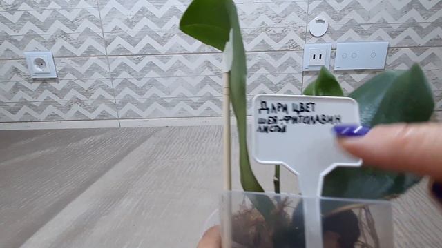 Распаковка посылки с новой орхидеей и с печальным продолжением. смотреть онлайн