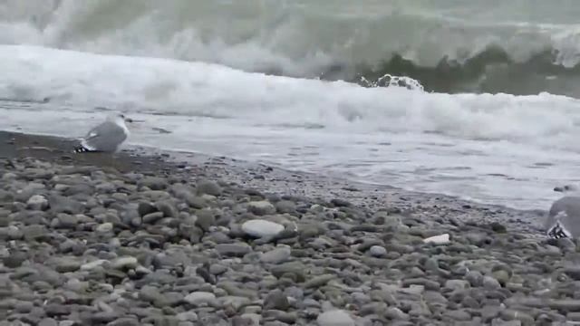 Какие животные обитают на побережье черного моря смотреть онлайн