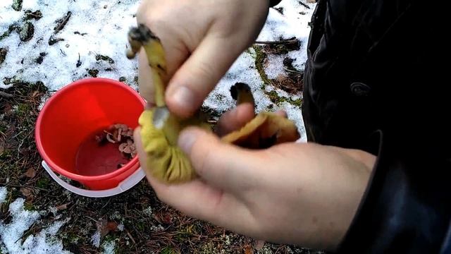 ГРИБЫ. Собираем зеленки, подзеленки, ежовики (ежовик пестрый) смотреть онлайн