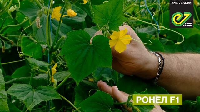 Ронел F1 – високоврожайний гібрид огірка для весняно-літнього посіву. смотреть онлайн