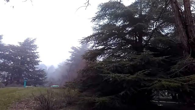 Ливанские и атласские кедры в тумане смотреть онлайн