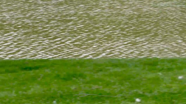 Лебеди ВДНХ) смотреть онлайн