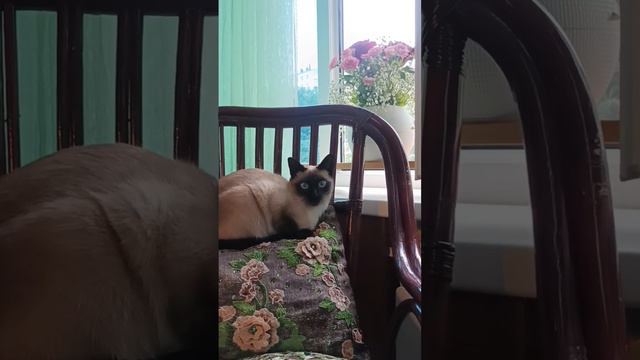 Thai Cat. Тайская кошка.