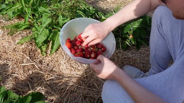 Муж снимает по ночам! Эксперт Вова по клубнике? С нами не хотят работать! смотреть онлайн
