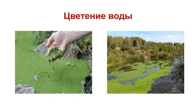 Бактерии. Тема 4. Цианобактерии смотреть онлайн