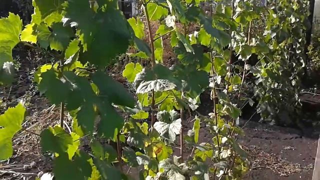 Виноград в Башкирии, Первый урожай, третий год посадки смотреть онлайн