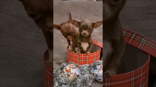 2022-12-25-173405186.mp4 смотреть онлайн