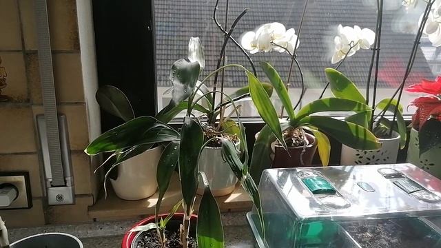 Сандера драцена.Бамбук счастья.Уход и содержание в домашних условиях . @user-ue3qo2hu1s смотреть онлайн