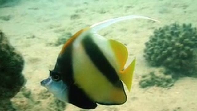 Sinai diving photos part 1. смотреть онлайн
