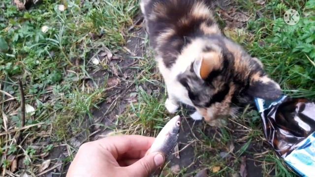 Рыбалка на карася летом на озере. Рыбалка из детства. смотреть онлайн