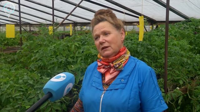 Земля под снегом. Как в аномально холодный май сохранить рассаду и получить хороший урожай? смотреть онлайн