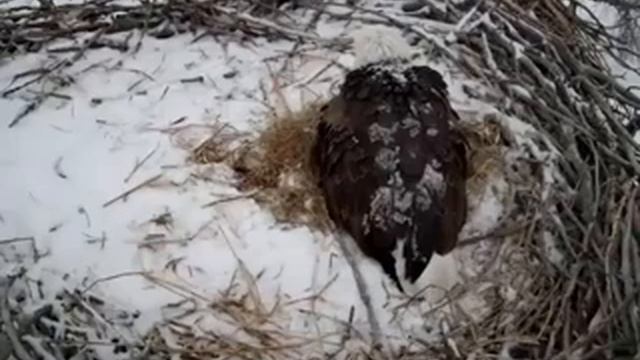 Fort St. Vrain Bald Eagles 2-19-18 Egg #3 5:23 p.m. смотреть онлайн