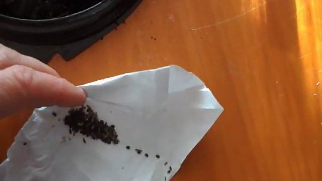 пора сеять сальвию //открываем дачный сезон смотреть онлайн