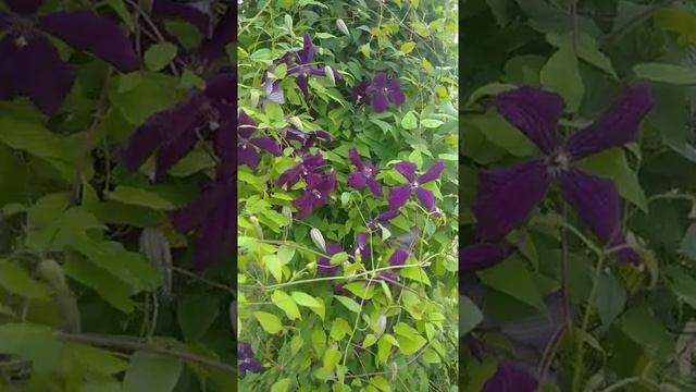 Клематис на даче. Клематис цветет. смотреть онлайн
