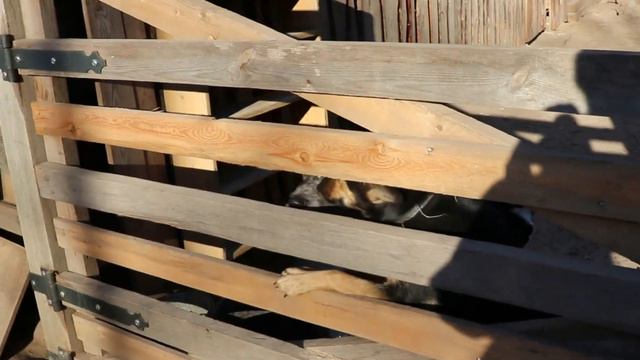 Поможем братьям нашим меньшим смотреть онлайн