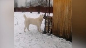 Почему Алабая нельзя держать на цепи? Среднеазиатская овчарка