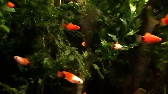 #Aquarium. Зелёный остров на поверхности. смотреть онлайн