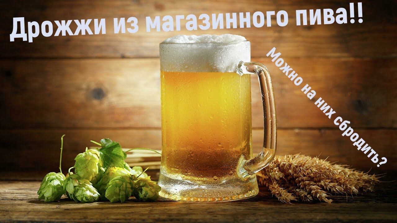 Сбраживаю домашнее пиво на дрожжах магазинного пива!Топорный способ)Дегустация! Z смотреть онлайн